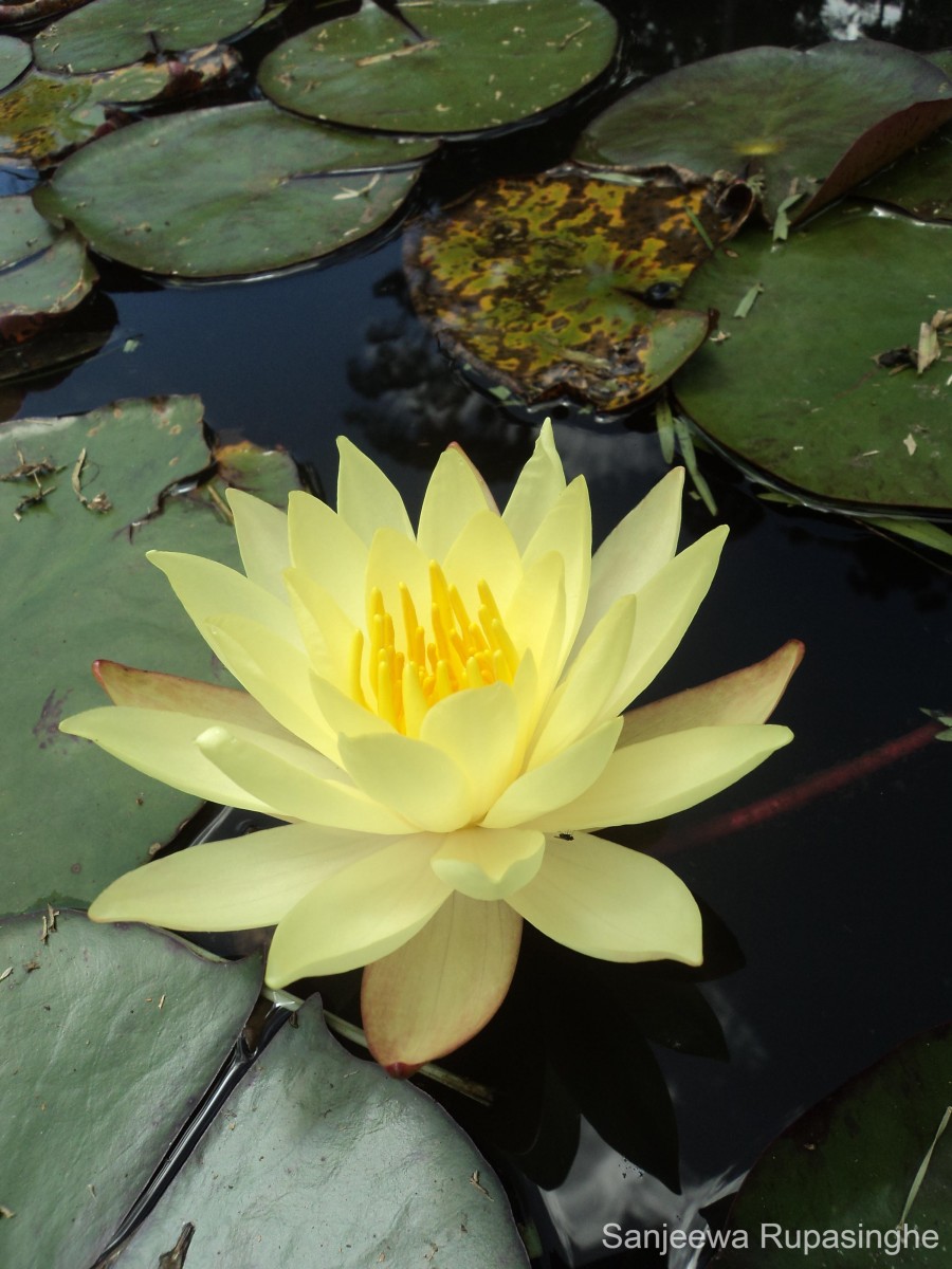 Nymphaea mexicana Zucc.